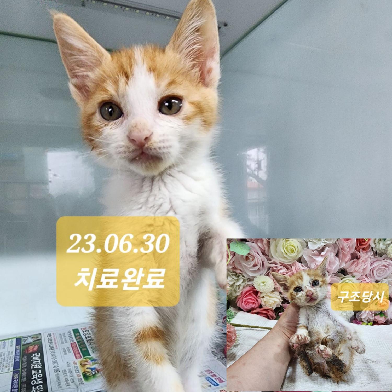(사)영일동물플러스_447502202300578